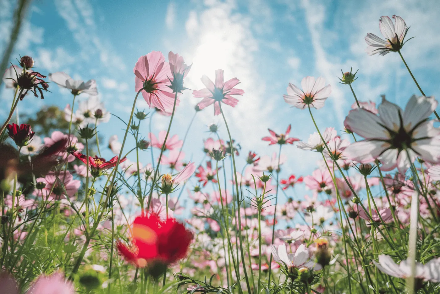 Soft abstract allergy and seasonal wellness visual for AllergiesRisk.